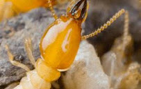 SafeGuard Pest Control, LLC - Photo 4 - Car repair in , Trenton