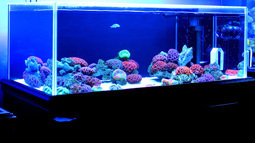 Tropical Fish Store «Living Reef Orlando», reviews and photos, 504 N Alafaya Trail #112, Orlando, FL 32828, USA