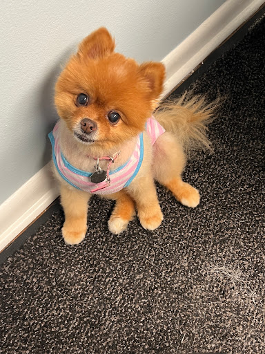 Insurance Agency «Embrace Pet Insurance», reviews and photos