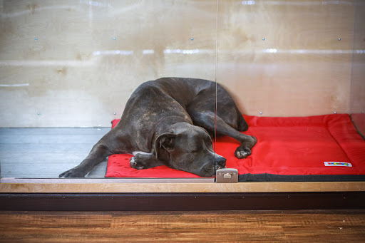 Dog Day Care Center «The Bowhaus Pet Company», reviews and photos, 2472 E Colorado Blvd, Pasadena, CA 91107, USA