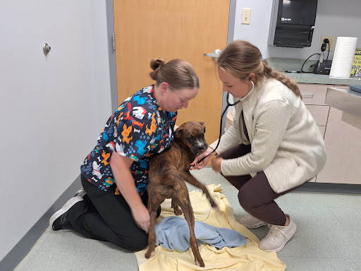 Deer Ridge Animal Hospital image