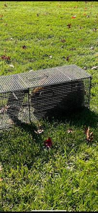 London Pest Control - Photo 5 - Car repair in , Philadelphia
