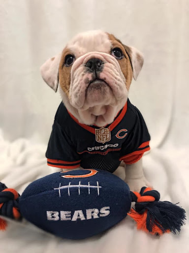 Pet Store «Furry Babies Inc», reviews and photos, 3340 Mall Loop Dr, Joliet, IL 60431, USA