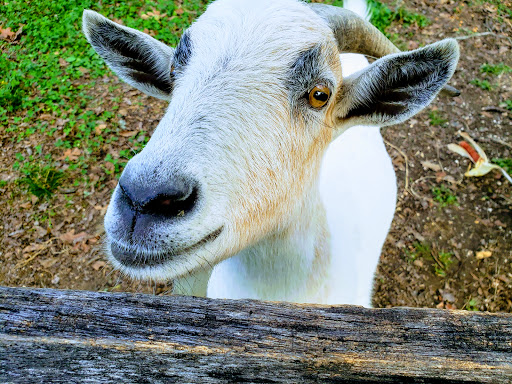 Tourist Attraction «Mitcham Farm», reviews and photos, 797 W Macedonia Church Rd, Oxford, GA 30054, USA