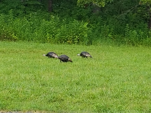 Visitor Center «Golden Pond Visitor Center & Planetarium», reviews and photos, 238 Visitor Center Dr, Golden Pond, KY 42211, USA