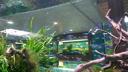 Aquarium Zen
