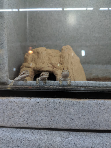 Pet Store «CUSTOM CREATURES PET SHOP», reviews and photos, 10727 N 19th Ave, Phoenix, AZ 85029, USA