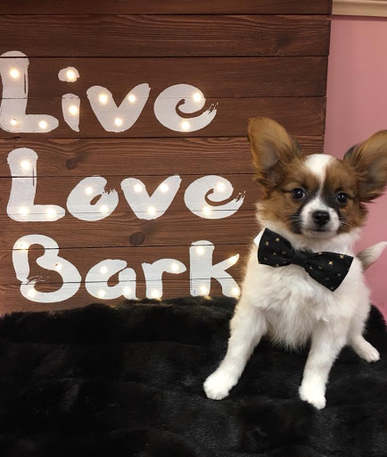 Pet Store «Furry Babies Inc», reviews and photos, 3340 Mall Loop Dr, Joliet, IL 60431, USA