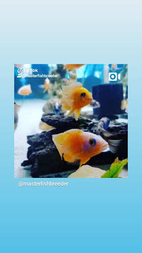 Pet Store «Fins Feathers Paws Claws», reviews and photos, 201 Station Rd, Quakertown, PA 18951, USA