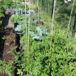 Auburn Community Gardens