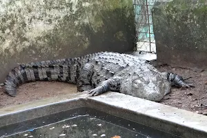 Neyyar Crocodile Park image