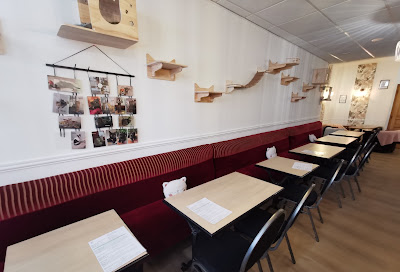 Chez Maminou ( Café des chats ) à Valenciennes