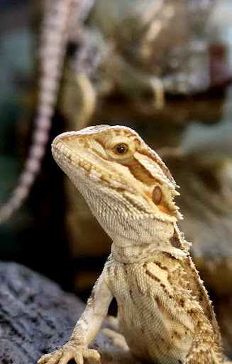 Pet Supply Store «Petco Animal Supplies», reviews and photos, 298 Spring Creek Drive, Franklin, TN 37067, USA