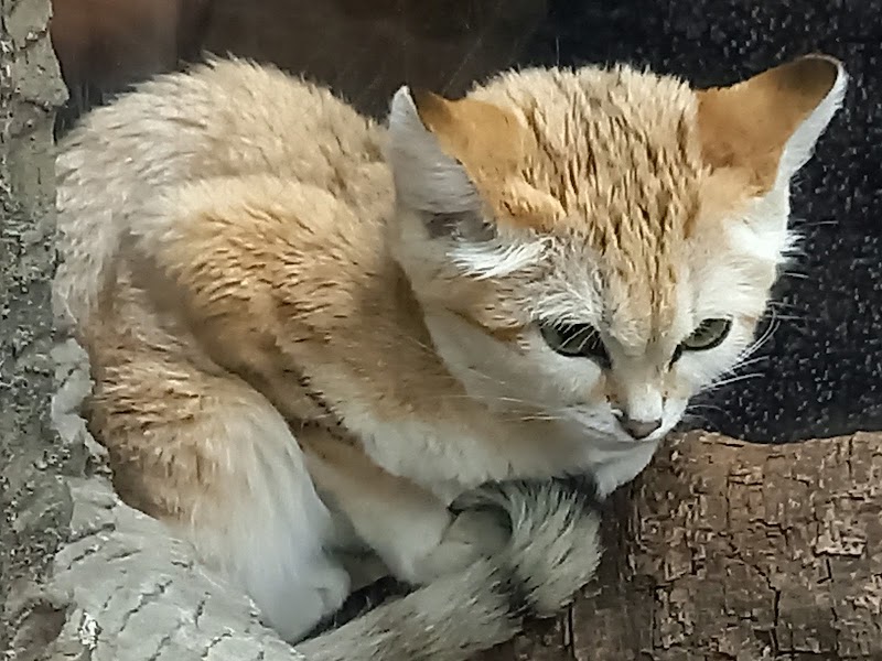 那須どうぶつ王国 栃木県那須町大島 動物園 動物園 グルコミ