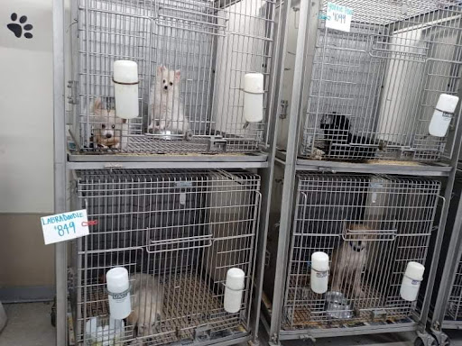 Pet Store «Southside Pet Shop», reviews and photos, 7031 Southside Dr, Louisville, KY 40214, USA