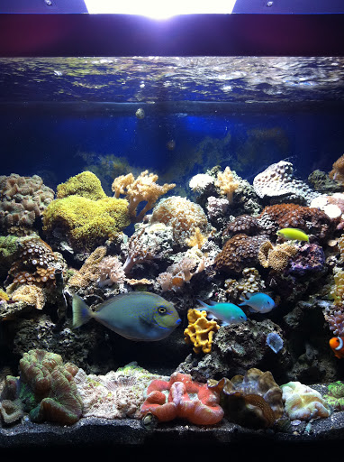 Aquarium «Fish Collection Inc», reviews and photos, 1609 NE 163rd St, North Miami Beach, FL 33162, USA