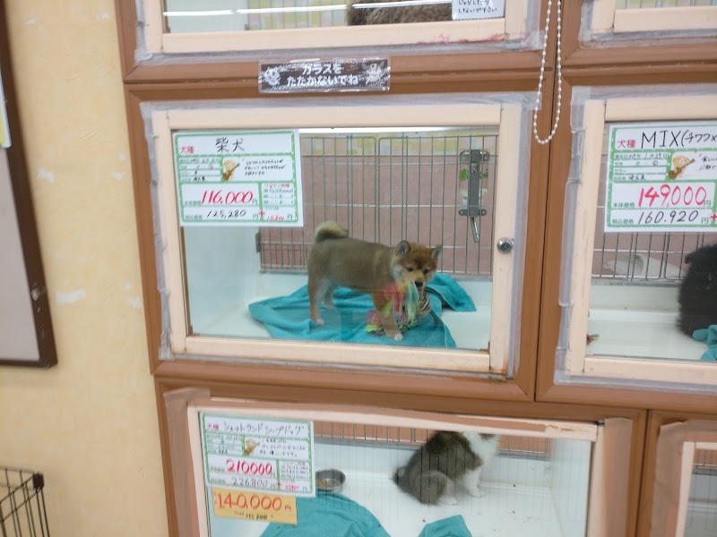 ピーシックファンタイム 栃木県真岡市白布ケ丘 ペットショップ ペット グルコミ