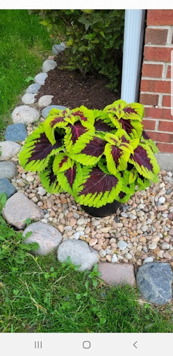 Home Improvement Store «Menards», reviews and photos, 4501 W North Ave, Chicago, IL 60639, USA