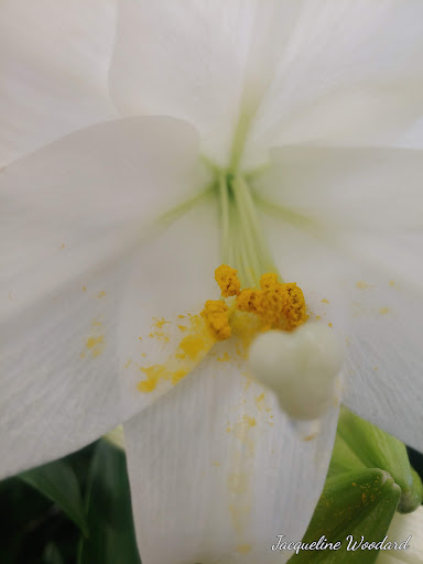 Home Improvement Store «The Home Depot», reviews and photos, 2905 E Market St, York, PA 17402, USA