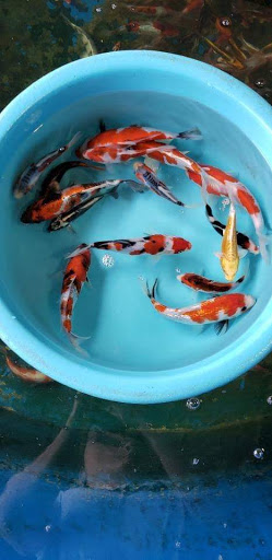 Aquarium «Vienna Aquarium & Pets», reviews and photos, 301 Industrial Ct SE, Leesburg, VA 20175, USA