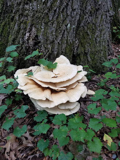 National Park «Kennesaw Mountain National Battlefield Park», reviews and photos, 900 Kennesaw Mountain Dr, Kennesaw, GA 30188, USA