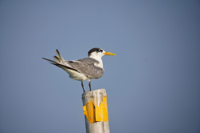 Mr.Deang Bird Watching