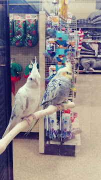 PetSmart - Photo 5 - Car repair in Lancaster, PA, Lancaster