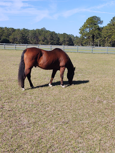 Museum «Coastal Discovery Museum», reviews and photos, 70 Honey Horn Dr, Hilton Head Island, SC 29926, USA
