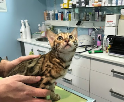 Cabinet Veterinaire Ehrlich à Paris