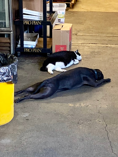 Pet Supply Store «Ace Pet Supply & K-9 Center Inc», reviews and photos, 206 Vanderpool St, Newark, NJ 07114, USA