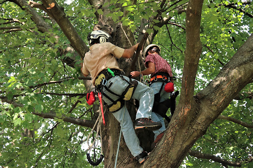 Woodlawn Tree Service Highlights Five-Star Reputation Across West Virginia Tree Service Region