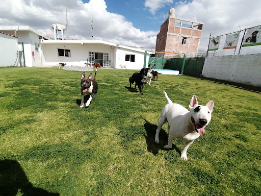 Lavar perros Puebla