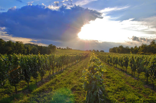 Winery «Allegro Vineyards & Winery», reviews and photos, 3475 Sechrist Rd, Brogue, PA 17309, USA