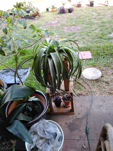 Hardware Store «Ace Hardware», reviews and photos, 3636 S Washington Ave, Titusville, FL 32780, USA