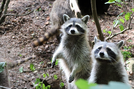 Tierpark Kunsterspring unter Neuruppin, 
