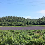 Photo n° 6 de l'avis de Gerard.r fait le 26/02/2022 à 17:04 pour Rians à Rians