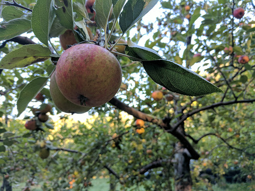 Orchard «Poverty Lane Orchards and Farnum Hill Ciders», reviews and photos, 98 Poverty Ln, Lebanon, NH 03766, USA