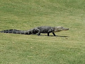 The Ritz-Carlton Members Golf Club - photo 11