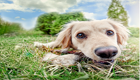 4935 Yorba Ranch Rd C, Yorba Linda, CA 92887, USA