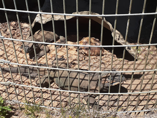 Pet Store «Zoo Creatures Pet Store», reviews and photos, 149 Plaistow Rd, Plaistow, NH 03865, USA