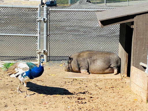 Zoo «Merrill Park Zoo», reviews and photos, Middlesex Essex Turnpike, Iselin, NJ 08830, USA