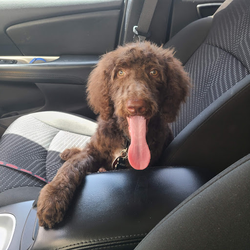 Pet Supply Store «PetSmart», reviews and photos, 1321 W Craig Rd, North Las Vegas, NV 89032, USA