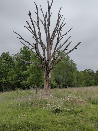 Nature Preserve «Elk and Bison Prairie», reviews and photos, Elk & Bison Prairie Rd, Golden Pond, KY 42211, USA