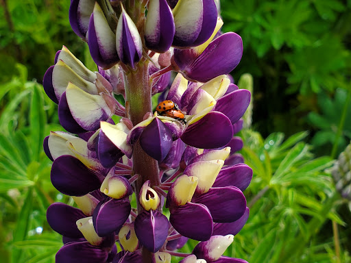 Park «West Fenwick Park», reviews and photos, 3808 S Reith Rd, Kent, WA 98032, USA