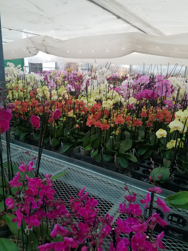 Orchid farm Victorville