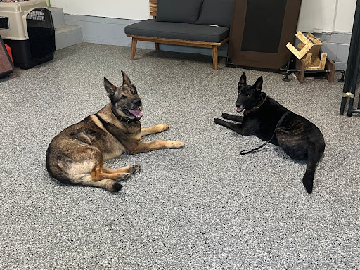 Photo of VCK9 Canine Training