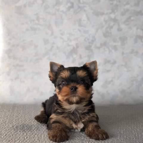 Artistry Yorkshire Terriers
