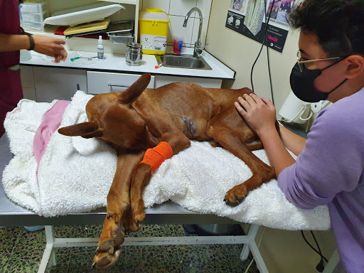 Hospitales y veterinarios de urgencia en Santa Cruz de Tenerife de 2024