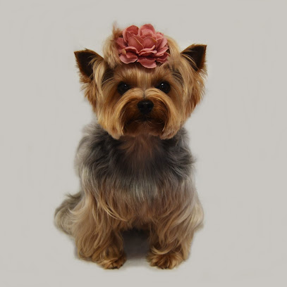 Tindaya Peluqueria Canina en Haría