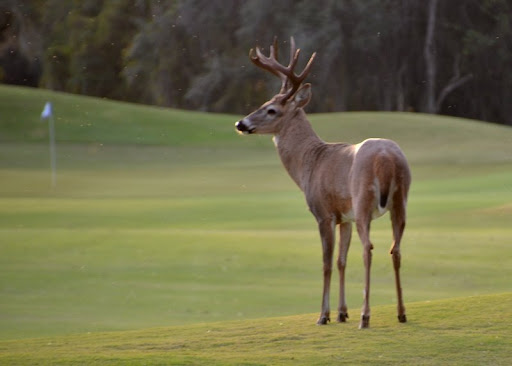 Golf Course «Tranquilo Golf Club at Four Seasons Resort Orlando», reviews and photos, 3451 Golf View Dr, Lake Buena Vista, FL 32830, USA